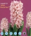 hyacinth Pink Surprise.jpg